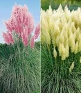 Nieuwe Producten 12 Pampasgras-Collectie