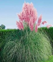 Nieuwe Producten -Kleuren Tuin Verkoopwinkel 9012854259742