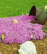 Bodembedekker Collectie Roze En Blauw 5 Bodembedekker Collectie Roze En Blauw - Afbeelding 3