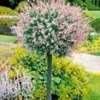 Salix Op Stam 'Hakuro Nishiki' -Kleuren Tuin Verkoopwinkel 9013120434206