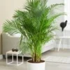 Areca Palm Ca. 120-130 Cm Hoog -Kleuren Tuin Verkoopwinkel 9019733770270