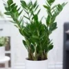 Zamioculcas Ca. 55-65 Cm Hoog -Kleuren Tuin Verkoopwinkel 9020119973918