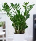 Zamioculcas Ca. 55-65 Cm Hoog