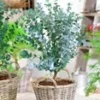 Winterharde Eucalyptus 'Azura®' In 2-liter XXL-pot 1 Winterharde Eucalyptus 'Azura®' In 2-liter XXL-pot -Kleuren Tuin Verkoopwinkel 9020180889630