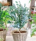Nieuwe Producten 19 Winterharde Eucalyptus 'Azura®' In 2-liter XXL-pot