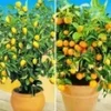 Citroen- En Sinaasappelboompje -Kleuren Tuin Verkoopwinkel 9020890513438