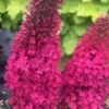 Vlinderstruik 'Prince Charming®' -Kleuren Tuin Verkoopwinkel 9021393567774