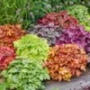 Heuchera Mix 'Kleurenpracht' -Kleuren Tuin Verkoopwinkel 9023799787550