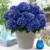 Tuinhortensia 'Blue Boogie Woogie®' 2 Tuinhortensia 'Blue Boogie Woogie®' -Kleuren Tuin Verkoopwinkel 9023800115230