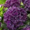 Tuinhortensia 'Deep Purple Dance®' -Kleuren Tuin Verkoopwinkel 9023801425950