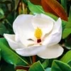 Magnolia 'Grandiflora' -Kleuren Tuin Verkoopwinkel 9023822331934