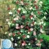 Winterharde Camelia 'Tricolor' -Kleuren Tuin Verkoopwinkel 9023870009374