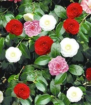 Winterharde Camelia 'Tricolor' 4 Winterharde Camelia 'Tricolor' - Afbeelding 2