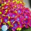 Tuinhortensia 'SAXON®' Schloss Wackerbarth 12 Cm-pot -Kleuren Tuin Verkoopwinkel 9023870730270