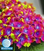 Tuinhortensia 'SAXON®' Schloss Wackerbarth 12 Cm-pot