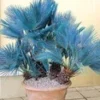 Blauwe Dwergpalm -Kleuren Tuin Verkoopwinkel 9023872139294