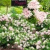 Rododendron 'Nugget By Bloombux®' -Kleuren Tuin Verkoopwinkel 9023907790878