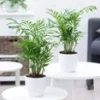 Kamerpalmen Duo -Kleuren Tuin Verkoopwinkel 9023929942046