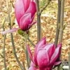 Magnolia 'March Till Frost' 2 Magnolia 'March Till Frost' -Kleuren Tuin Verkoopwinkel 9023944491038