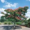 Albizia 'Ombrella' -Kleuren Tuin Verkoopwinkel 9023955337246