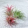 Tillandsia Collectie -Kleuren Tuin Verkoopwinkel 9023965265950