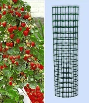 Klimaardbei 'Hummi®' En Decoratieve Klimzuil