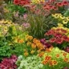 Winterharde Vaste Planten 'Exclusive' -Kleuren Tuin Verkoopwinkel 9024730988574