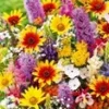 Vaste Planten Mix 'Joie De Vivre' -Kleuren Tuin Verkoopwinkel 9025498906654