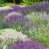 Lavendel Mix 'Wit & Blauw' -Kleuren Tuin Verkoopwinkel 9025502314526