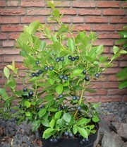 Nieuwe Producten -Kleuren Tuin Verkoopwinkel 9026100035614