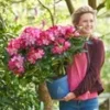 Rododendron XXL® -Kleuren Tuin Verkoopwinkel 9027297968158
