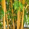 Gouden Peking Bamboe -Kleuren Tuin Verkoopwinkel 9028142366750
