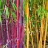 Bamboe Rariteiten Collectie -Kleuren Tuin Verkoopwinkel 9028142563358