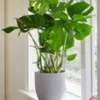 Gatenplant (Monstera Deliciosa) -Kleuren Tuin Verkoopwinkel 9029694619678