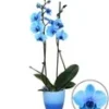 Koningsblauwe Phalaenopsis, 2 Takken -Kleuren Tuin Verkoopwinkel 9030589153310