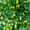 Hopplant -Kleuren Tuin Verkoopwinkel 9033766797342