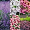 Winterharde Vaste Planten 'Zonnig Tuinperk' -Kleuren Tuin Verkoopwinkel 9034485563422