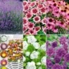 Winterharde Duurzame Bloeiers -Kleuren Tuin Verkoopwinkel 9034485727262