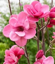 Nieuwe Producten -Kleuren Tuin Verkoopwinkel 9037819707422