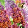 Buddleia 'Flower-Power®' -Kleuren Tuin Verkoopwinkel 9038196637726