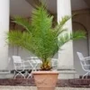 Canarische Dadelpalm -Kleuren Tuin Verkoopwinkel 9038200700958