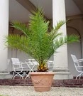 Canarische Dadelpalm