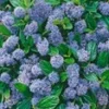 Ceanothus 'Blue Mound' -Kleuren Tuin Verkoopwinkel 9038201389086