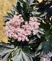 Nieuwe Producten -Kleuren Tuin Verkoopwinkel 9038270922782