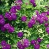Ramblerroos 'Bleu Magenta®' 1 Ramblerroos 'Bleu Magenta®' -Kleuren Tuin Verkoopwinkel 9038280687646