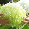 Buitenhortensia 'Incrediball®'