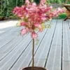 Calliandra Stammetje -Kleuren Tuin Verkoopwinkel 9038281736222