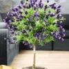 Lavendel Op Stam -Kleuren Tuin Verkoopwinkel 9038296481822