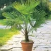 Winterharde Chinese Waaierpalm -Kleuren Tuin Verkoopwinkel 9038703231006