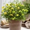 Clematis 'Little Lemons®' In Een 3-liter XXL-pot -Kleuren Tuin Verkoopwinkel 9039086452766